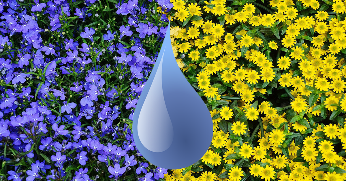 Gardening with Soft Water and Hard Water