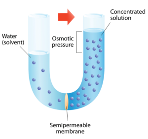 osmosis process