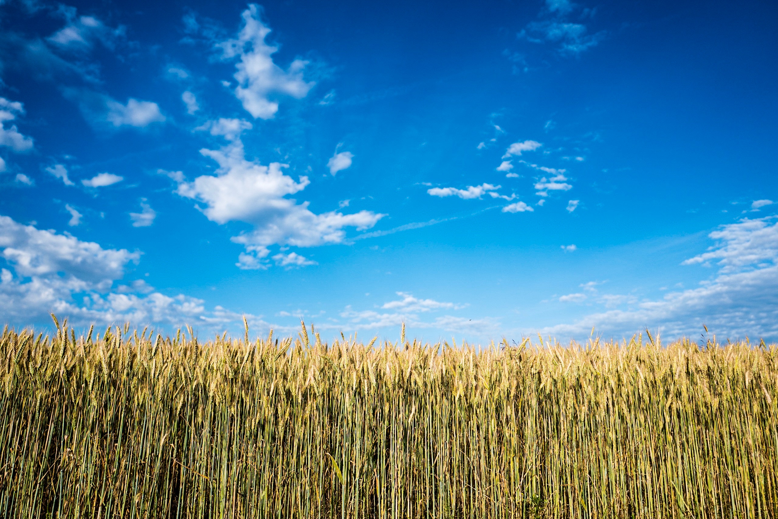 Corn field and blue skies