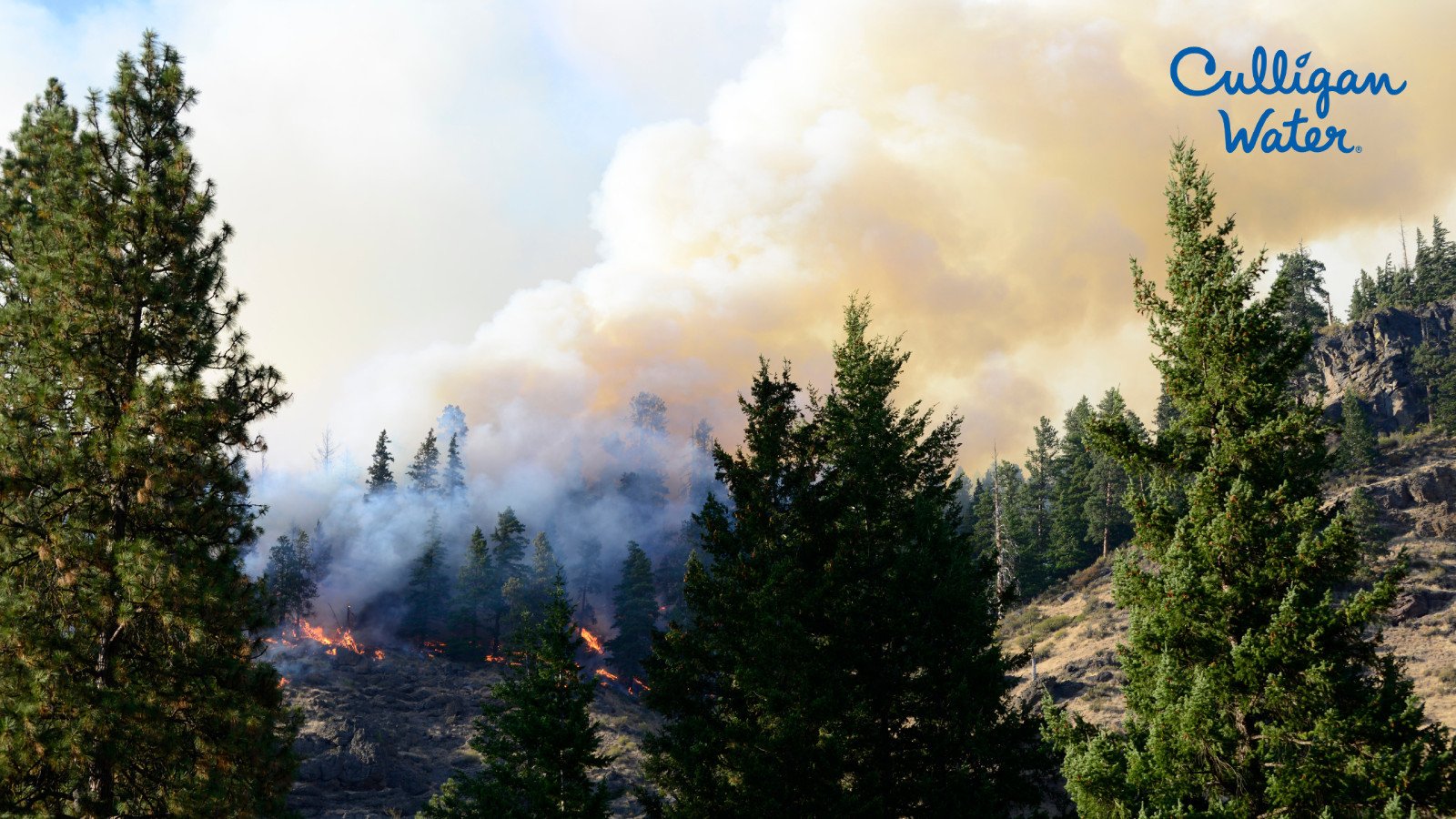 Trees in a forest on fire as smoke billows into the sky