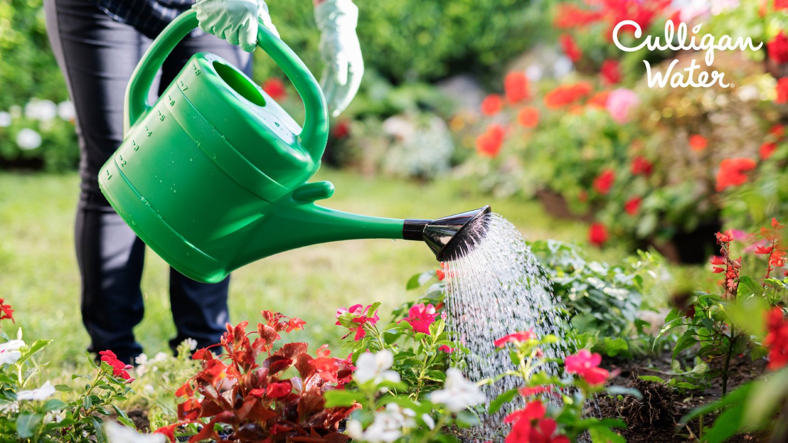Person watering plants in a garden with green watering can