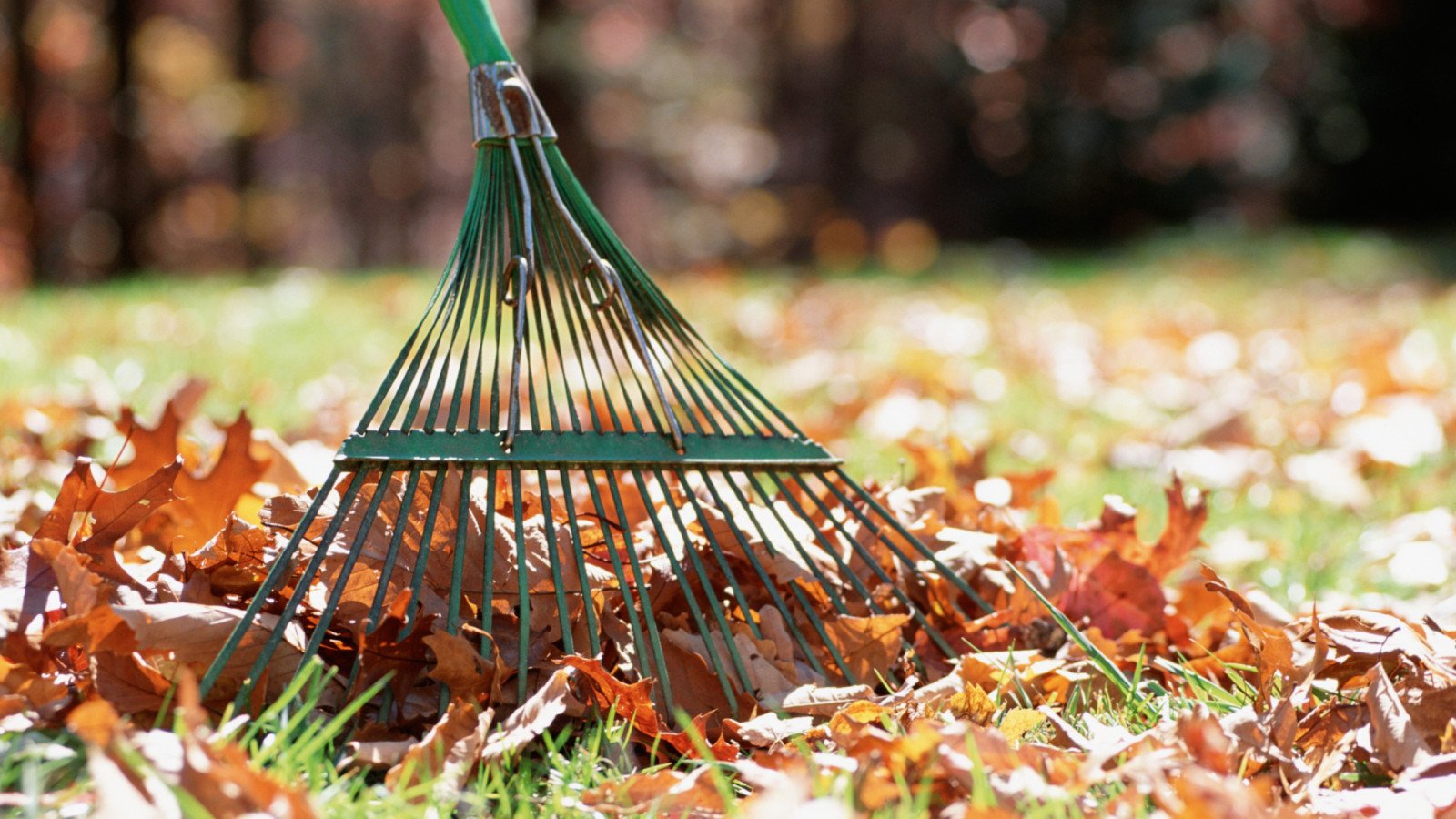 Rake gathering leaves in autumn yard