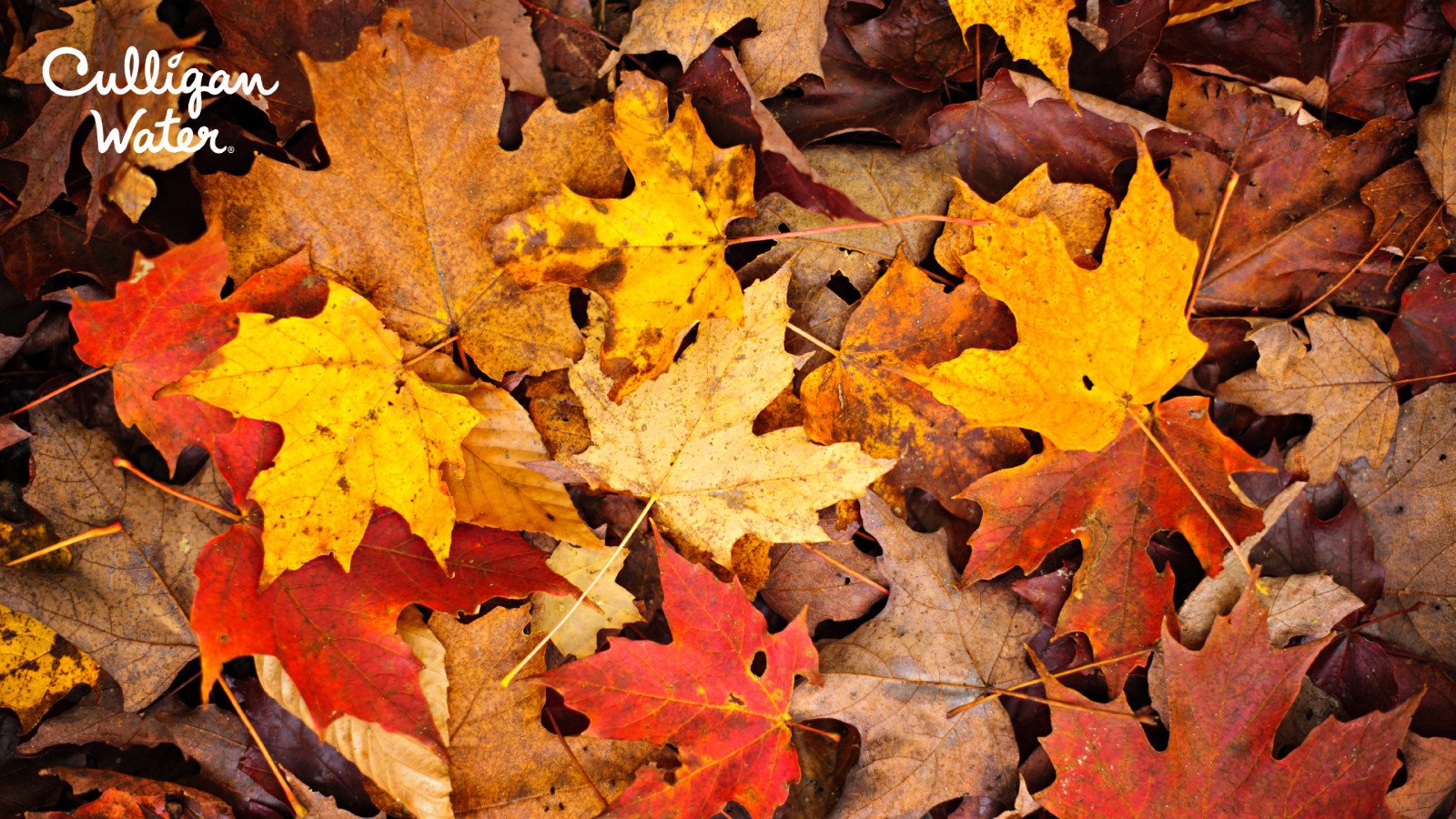 Collage of autumn leaves