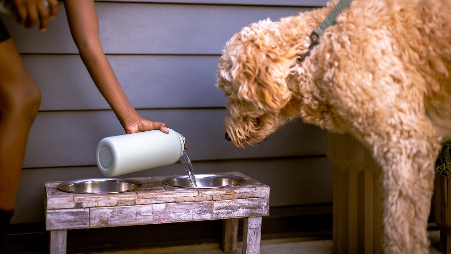 Dog getting water